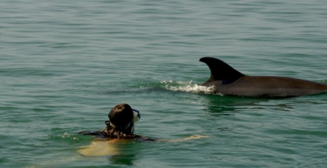  与海豚一起游泳 